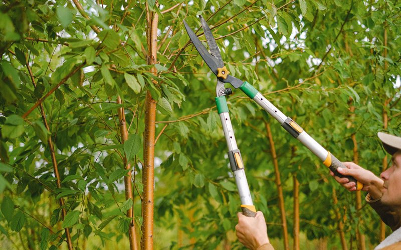 Tree trimming in Borden, IN